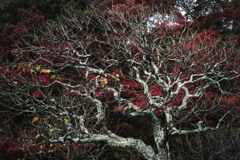 鎌倉・長谷寺の秋