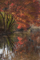 Tokyo Autumn