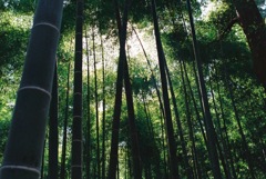 偕楽園の竹林（フィルム版）