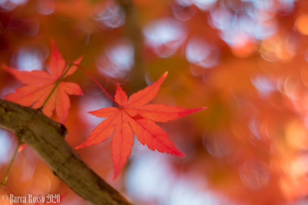 立川の紅葉