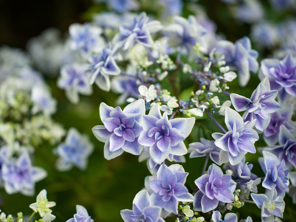 鎌倉の紫陽花