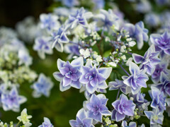 鎌倉の紫陽花