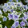 鎌倉の紫陽花