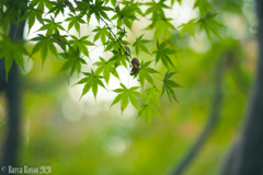 東京・大田黒公園の青もみじ