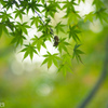 東京・大田黒公園の青もみじ