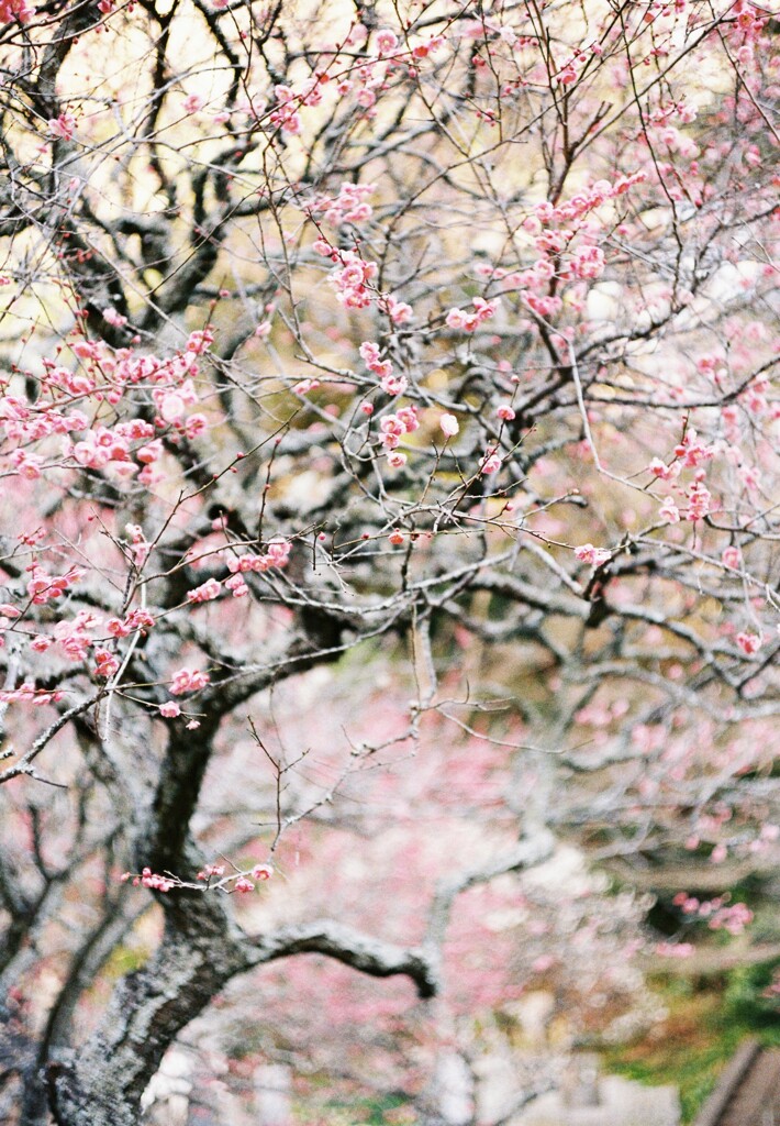 かまくらさんぽ