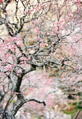 かまくらさんぽ