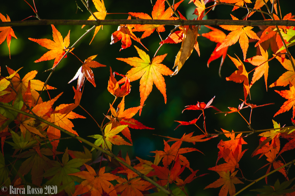 鎌倉・建長寺の紅葉