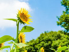 昭和記念公園のひまわり①