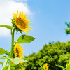 昭和記念公園のひまわり①