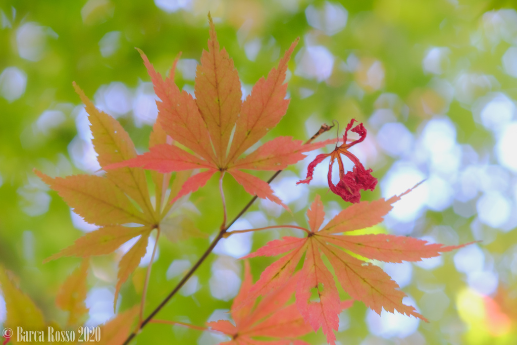 新宿御苑の紅葉（淡）