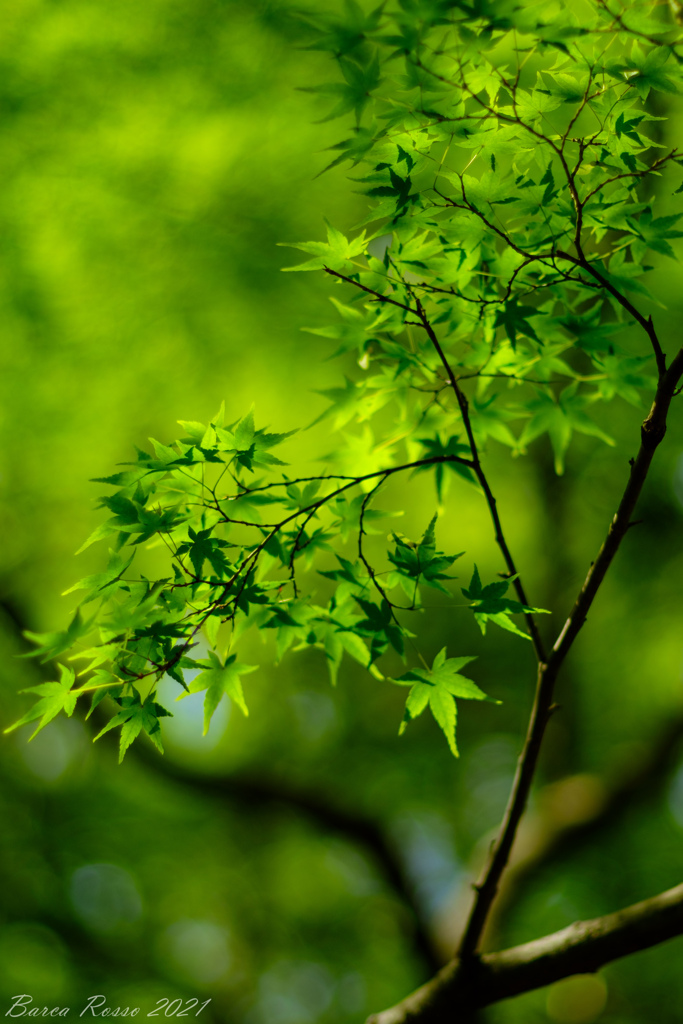 代々木公園①