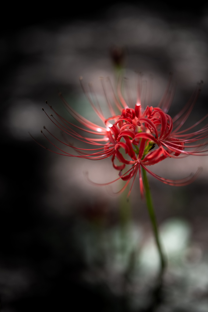 彼岸花一点