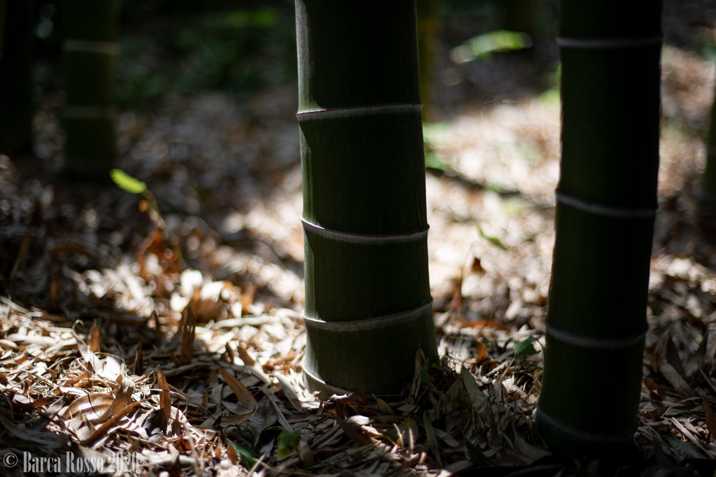 やわらかい日差し