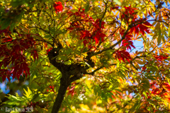 山形・文翔館の紅葉