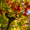 山形・文翔館の紅葉