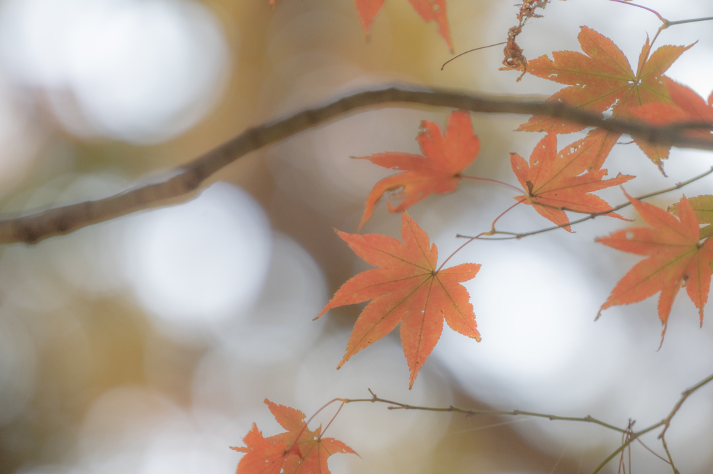 紅葉