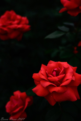 神代の薔薇②