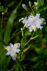 Shinjyuku Spring 3