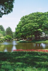 新緑まぶしい公園