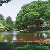 新緑まぶしい公園