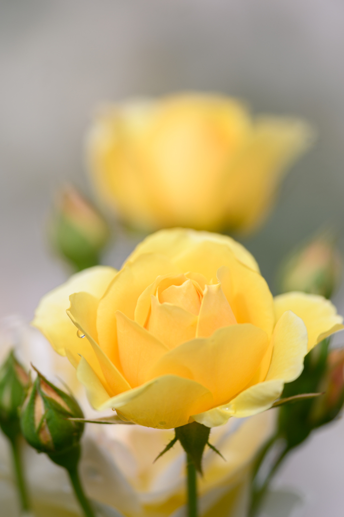 東京の薔薇・イエロー