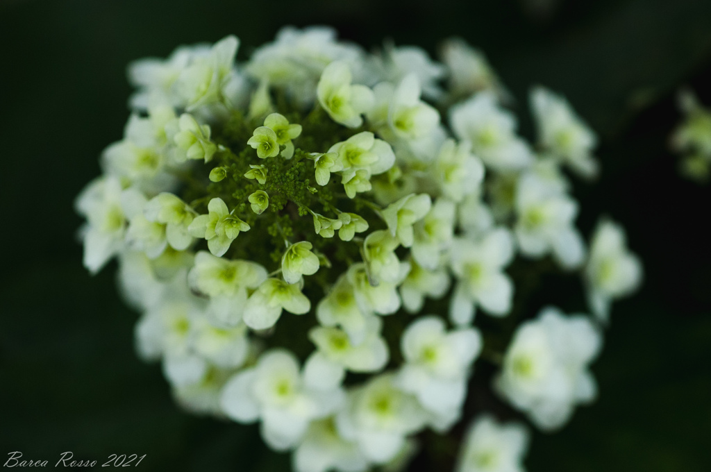 紫陽花③