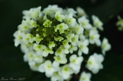 紫陽花③