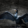怪鳥降臨
