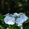 鎌倉の紫陽花