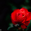 神代の薔薇①