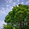 公園を散歩
