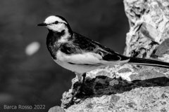 ハクセキレイ・Ｂ＆Ｗ