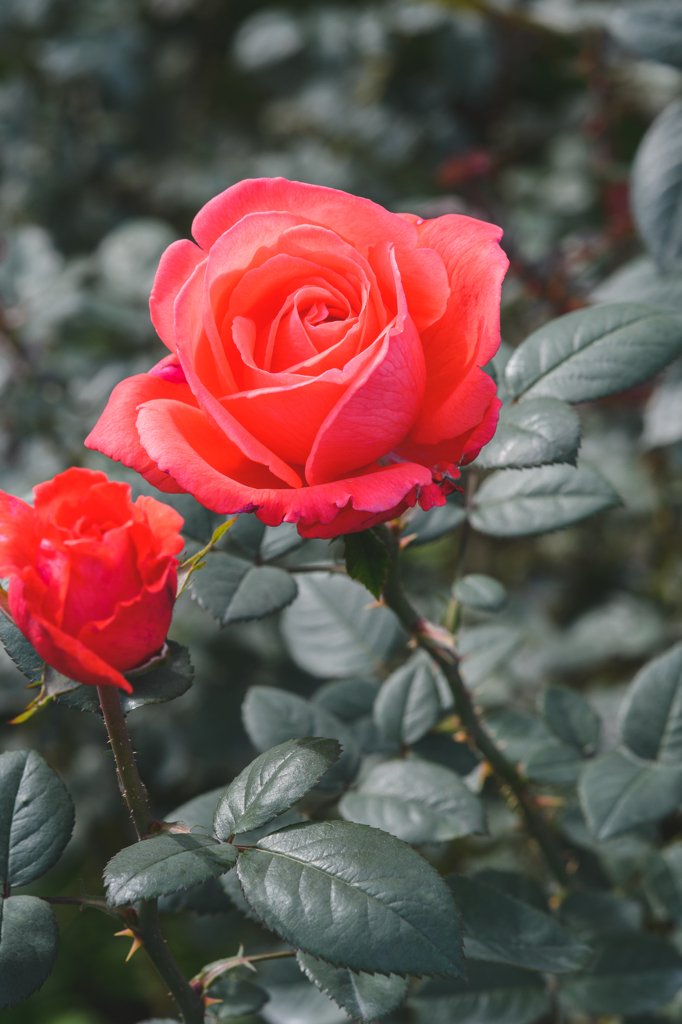 秋・薔薇