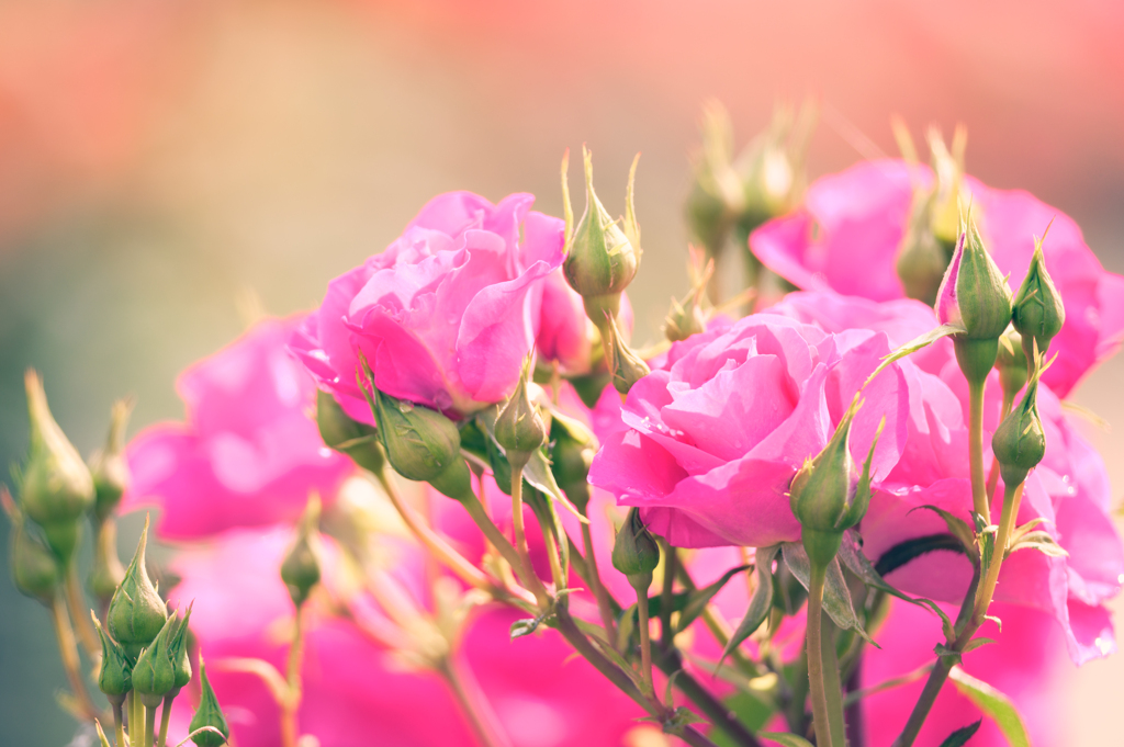東京の薔薇・ドリーム