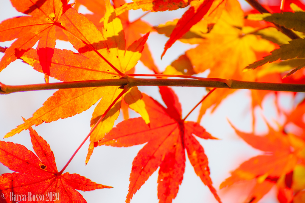 鎌倉の紅葉
