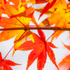 鎌倉の紅葉