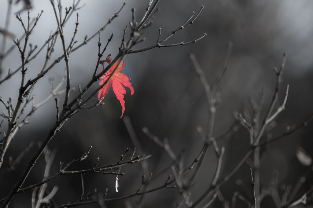 紅葉・一葉