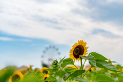 太陽の向日葵