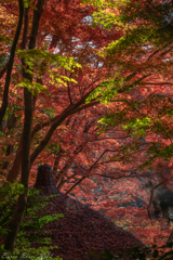 小石川後楽園の紅葉②