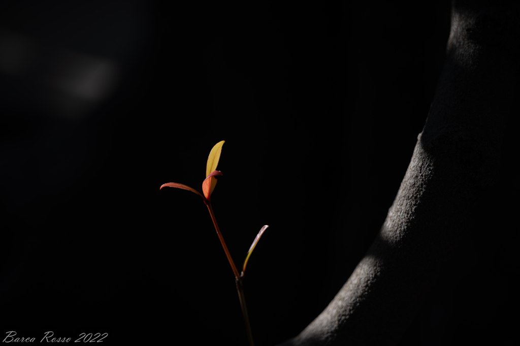 新芽
