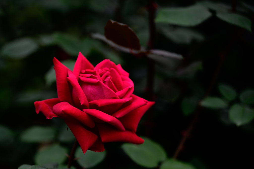 東京・神代の薔薇R