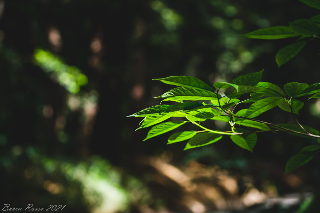明治神宮の森①