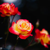 神代の薔薇③