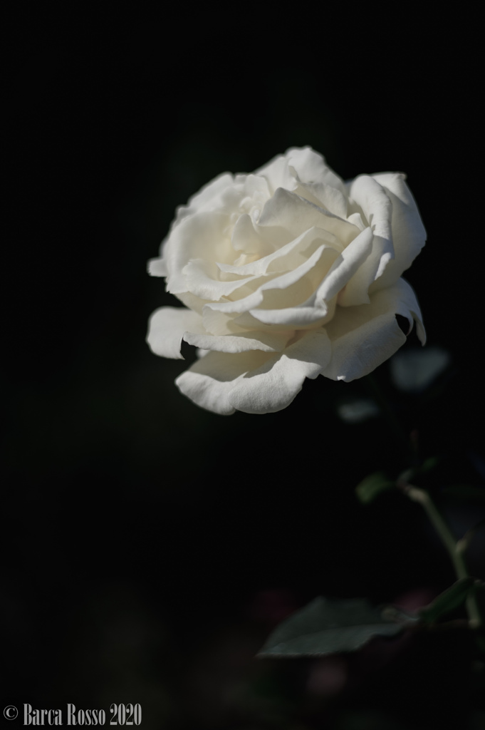 神代の白い薔薇・黒