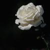 神代の白い薔薇・黒