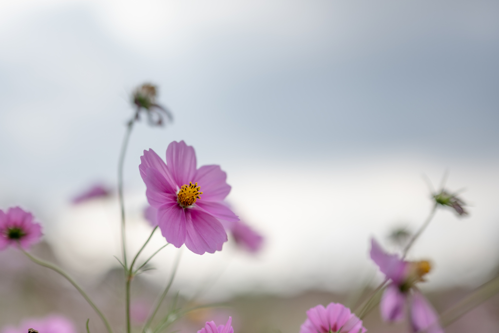 秋桜②