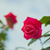 神代の薔薇②