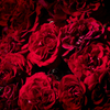 東京の薔薇・赤絨毯