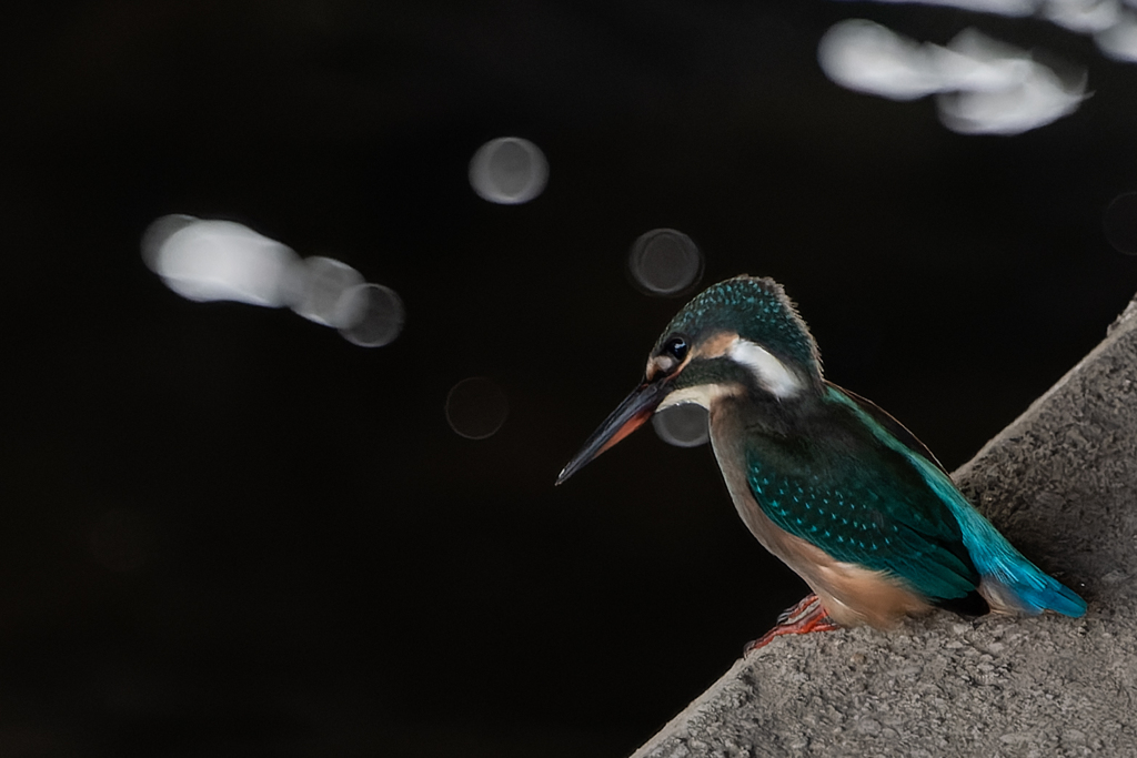 夏のカワセミ